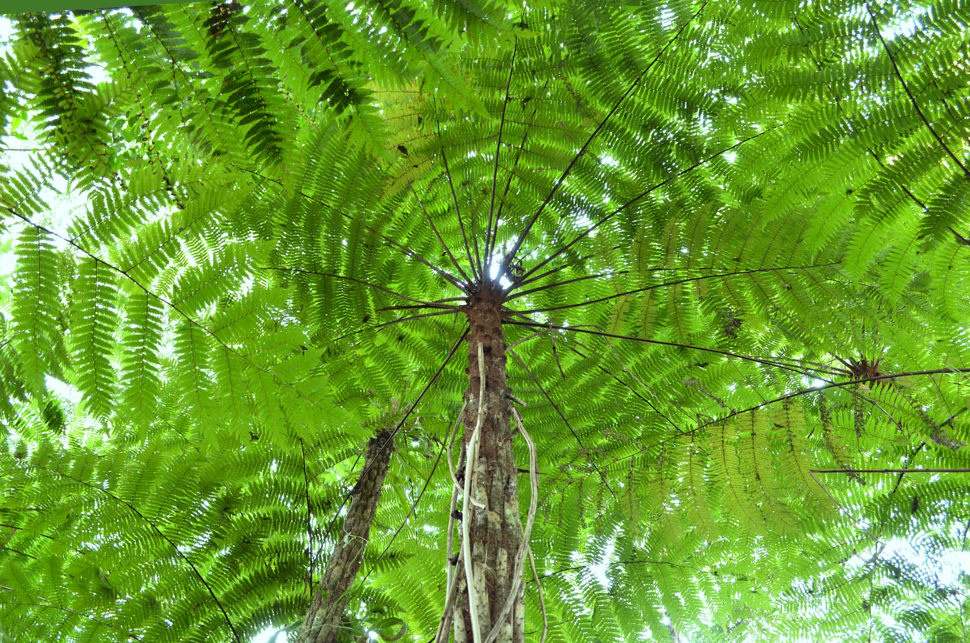 green leaf with water droplets